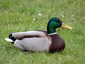 How to Care for Bantam Ducks During the Winter Months