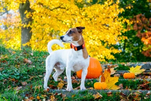 Should you involve your dog in your Halloween celebrations?