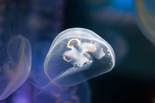 Can you keep jellyfish in your aquarium?