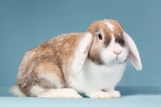 Eight Common Myths About Rabbits, Debunked