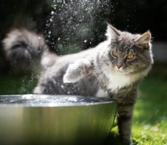 Can cats get heatstroke?