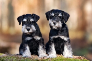 Ten things you need to know about the miniature schnauzer before you buy one