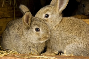 Introduction to Keeping Rabbits