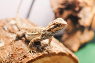 Bearded Dragon Facts and Information