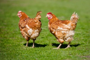 Can you feed human food and kitchen scraps to chickens?