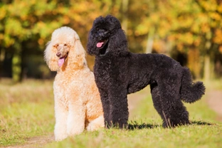 Five interesting facts about the poodle dog breed
