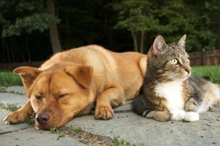 Calming aids for cats and dogs