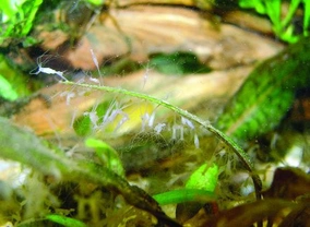 Nezmaři – zajímaví škůdci v akváriích