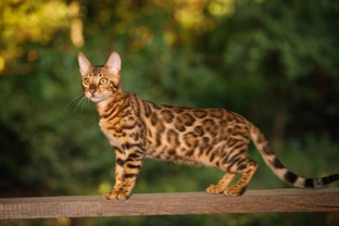 Five Personality Traits of the Bengal Cat