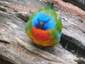 Splendid Parrot (Scarlet Chested Parrot)
