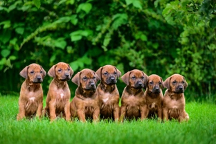 Does a large number of pups in a litter mean each pup will be smaller?