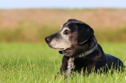 Why adopt an older dog ?