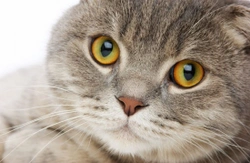 Feline asthma - Signs, symptoms and treatment