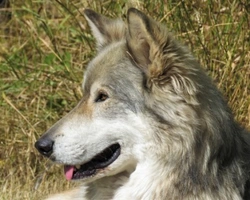 Cane Lupo Cecoslovacco: prezzo, carattere, colori e dove trovarlo