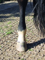 Koňský domácí lékař 2: Oteklá noha