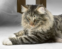 More about the Norwegian Forest cat