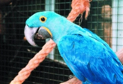 Speciální směs proti škubání papoušků