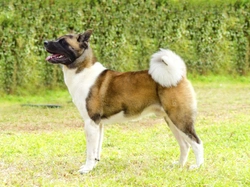 Hip dysplasia in the Akita