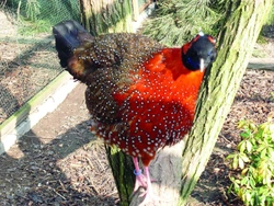 Satyr obecný – tragopan satyra