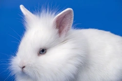 Abscesses and sores in rabbits