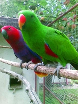 Eklektus molucký – chov a odchov (Eclectus roratus vosmaeri)