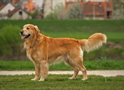 What are the most popular retriever dog breeds?