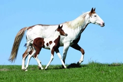 American Paint Horse