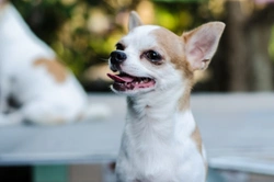 Periodontal Disease in Dogs: Causes, Signs & Prevention