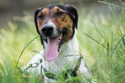 Preventing re-infestation after worming your dog