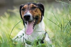 How to Treat Yard for Dog Worms & Stop Reinfection