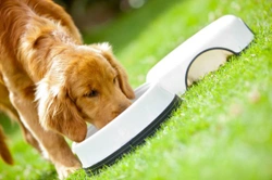 Eight tips for choosing a good quality nutritious food for your dog