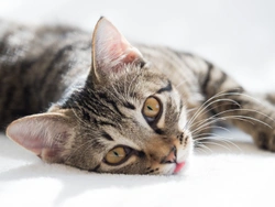 Coagulopathy in Cats (Liver Related)
