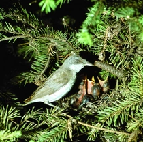 Pěnice pokřovní Sylvia curruca (Linaeus, 1758)