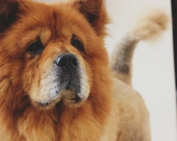 Chow Chow, un cane dal carattere forte e immensamente protettivo