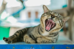 Indications that your cat’s teeth are bothering them