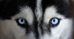 What causes cholesterol deposits in the eye of the dog?