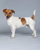 The hugely popular Jack Russell terrier