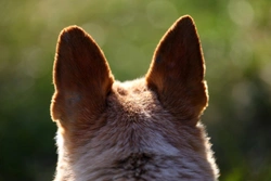 What the shape and size of your dog’s ears can tell you about their origins