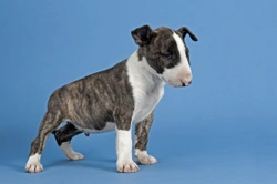 Is the English bull terrier a good choice of pet?