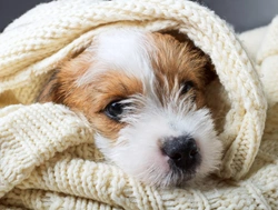 How can you tell if your dog is warm enough in the winter?