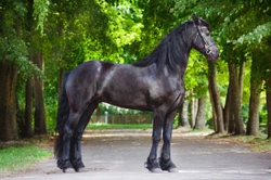 Breeds of carriage horse and pony