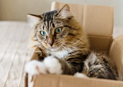 Why Do Cats Love Boxes so Much?