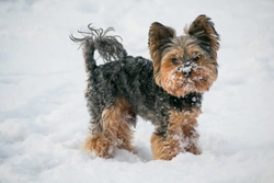 Is the Yorkshire terrier becoming less popular in the UK?