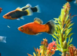 Top Tips on Keeping Aquarium Fish for Beginners