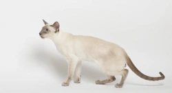 The personality of the Siamese cat