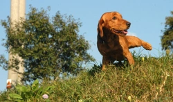 Dog Peeing a Lot? 5 Reasons for Frequent Urination