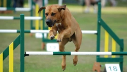 Agility (behendigheid met parcourelementen)