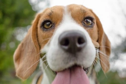 Beagle Pain Syndrome