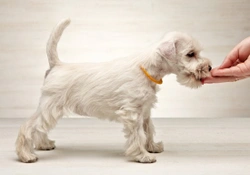 Some more information on the Miniature Schnauzer