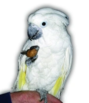 Krmení papoušků kakad